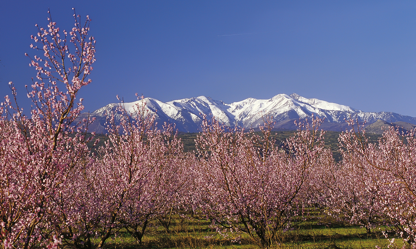 Canigou